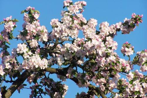 Apfelblüte in den Obstbaumalleen
