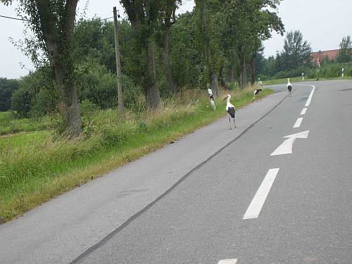 Der Storchenradweg im Amt Neuhaus